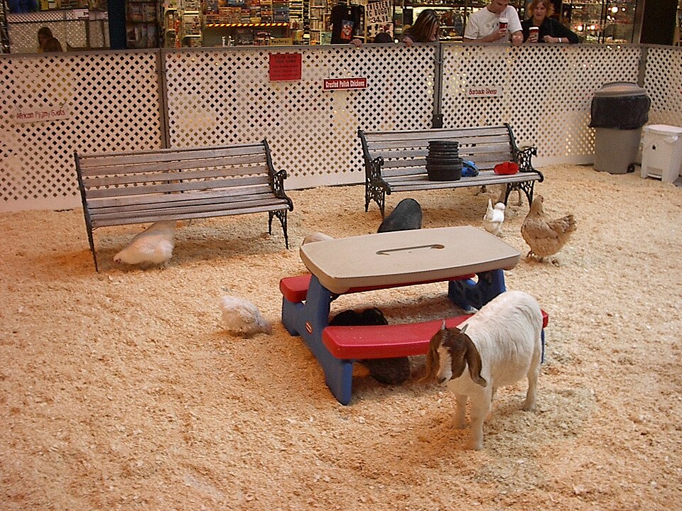 Dierenweide Geindijk